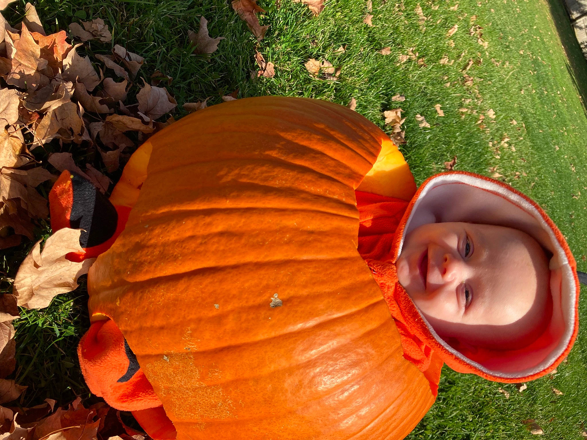 Gunner is registered to the contest to win money with this photo: botany, calabaza, cucurbita, gourd, grass, happy, hat, headwear, leaf, natural_foods, orange, people_in_nature, person, plant, pumpkin, smile, squash, tints_and_shades, tree, vegetable