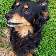 Filou a rejoint le concours — aidez-le/la à gagner de superbes lots ! alert, animal, black_fur, brown_fur, canine, closeup, cute, dog, ears, eyes, fur, grass, nature, nose, outdoor, paws, pet, portrait, sitting, snout