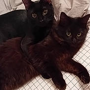 Pépette Fripouille a rejoint le concours — aidez-le/la à gagner de superbes lots ! abyssinian, animal, blackcat, cat, egyptiancat, kitten, manx, pet