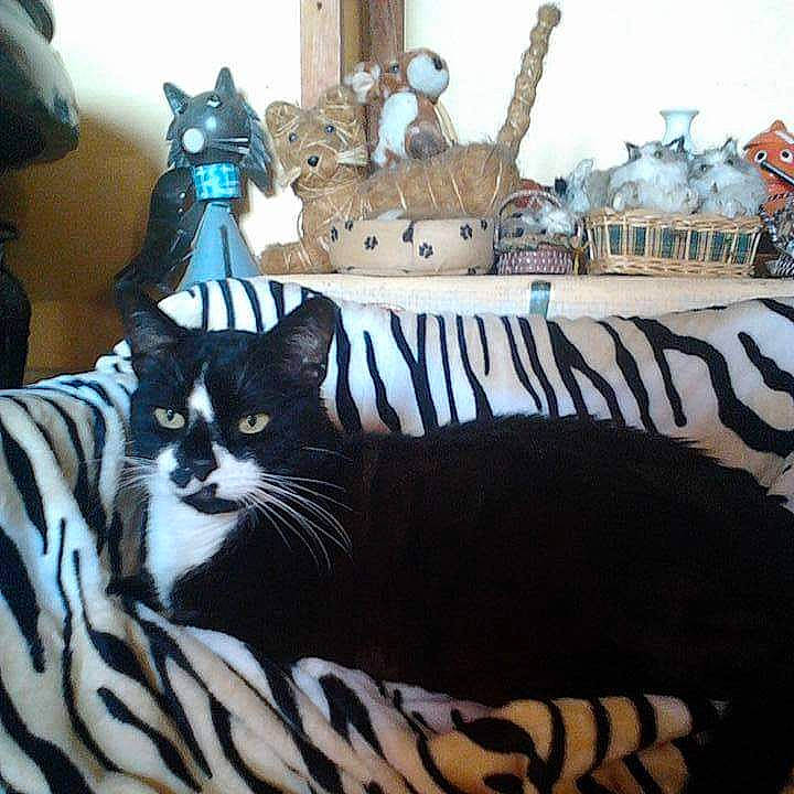 Leo a rejoint le concours — aidez-le/la à gagner de superbes lots ! bag, bedding, carnivore, cat, cat_supply, comfort, domestic_short_haired_cat, felidae, font, fur, grey, linens, pattern, paw, sitting, small_to_medium_sized_cats, tail, textile, whiskers