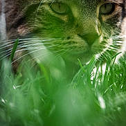 Smudge is registered to the contest to win money with this photo: animal, cat, close, close_up, eyes, face, focus, fur, grass, green, mammal, nature, nose, outdoor, portrait, predator, stealth, tabby, whiskers, wildlife