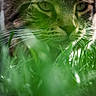 animal, cat, close, close_up, eyes, face, focus, fur, grass, green, mammal, nature, nose, outdoor, portrait, predator, stealth, tabby, whiskers, wildlife