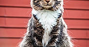 Smudge is registered to the contest to win money with this photo: animal, background, cat, closeup, ears, feline, fluffy, fur, grass, green, nature, outdoor, pet, portrait, red_wall, serious_expression, sitting, tabby, whiskers, white_chest