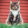 animal, background, cat, closeup, ears, feline, fluffy, fur, grass, green, nature, outdoor, pet, portrait, red_wall, serious_expression, sitting, tabby, whiskers, white_chest