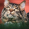 Smudge is registered to the contest to win money with this photo: animal, background_blur, cat, close_up, cute, domestic, eyes, feline, focus, fur, grass, looking_up, mammal, nature, outdoor, pet, portrait, soft_light, tabby, whiskers