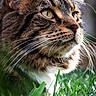 Smudge is registered to the contest to win money with this photo: animal, background_blur, cat, close_up, domestic_cat, ears, eyes, feline, focused, fur, grass, muzzle, nature, outdoor, pet, portrait, soft_light, sunlight, tabby, whiskers