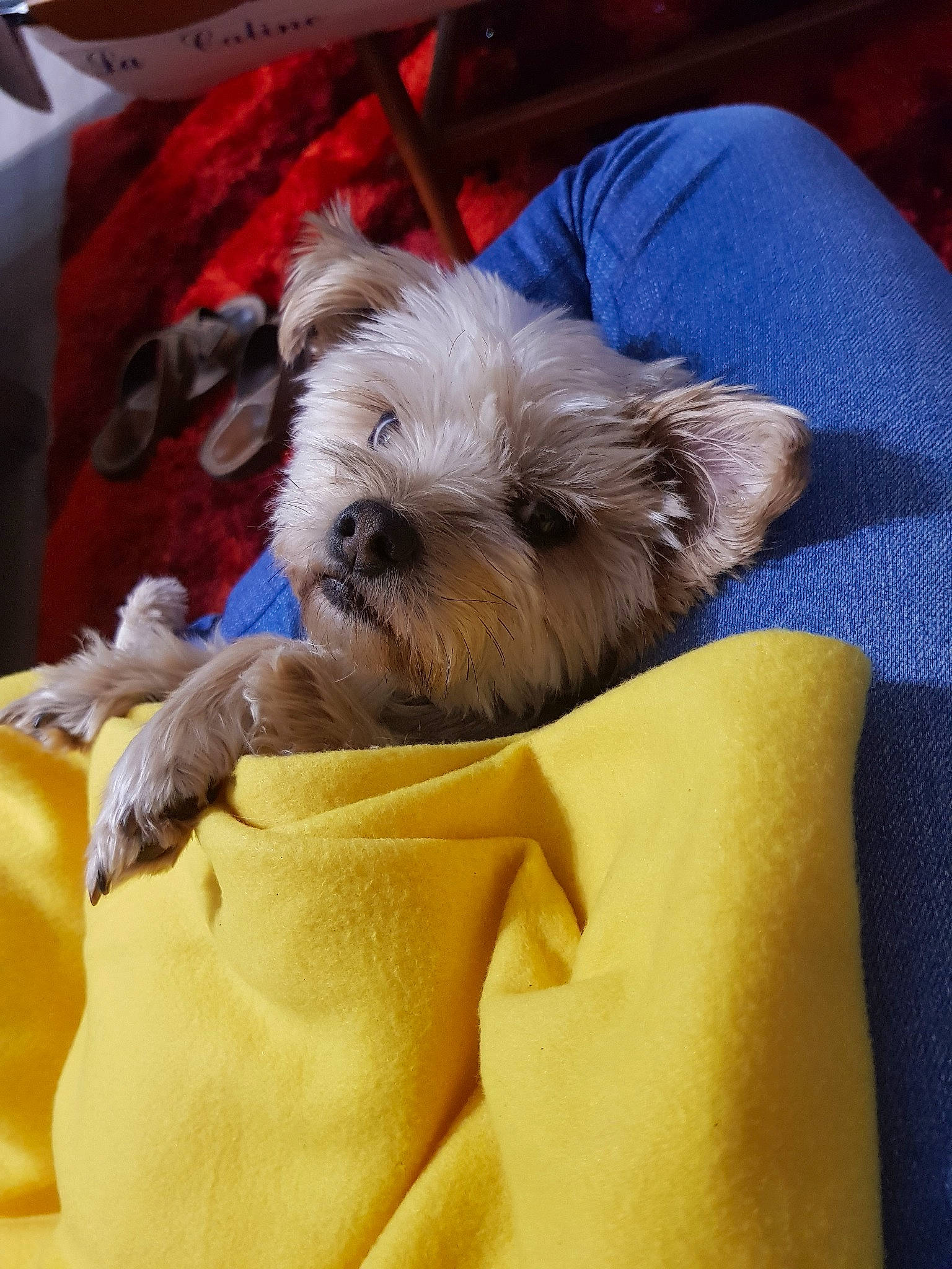 Mascotte participe au concours pour gagner de l'argent avec cette photo : canidae, carnivore, chinese_imperial_dog, companion_dog, dog, dog_breed, griffon_bruxellois, lhasa_apso, mammal, morkie, puppy, rare_breed_dog, schnoodle, shih_tzu, small_terrier, snout, terrier, toy_dog, vertebrate, yorkshire_terrier