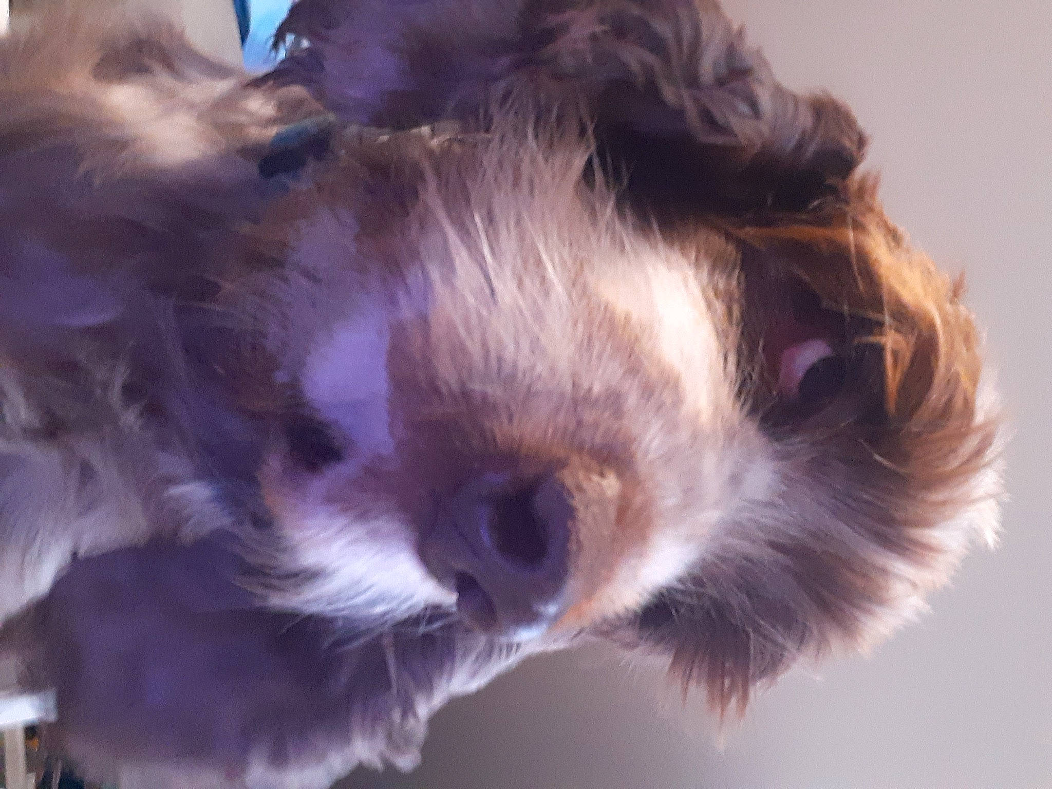 Cerise a rejoint le concours — aidez-le/la à gagner de superbes lots ! canidae, carnivore, companion_dog, dog_breed, ear, eyelash, fawn, felidae, fur, liver, paw, small_to_medium_sized_cats, snout, sporting_group, terrier, toy_dog, whiskers