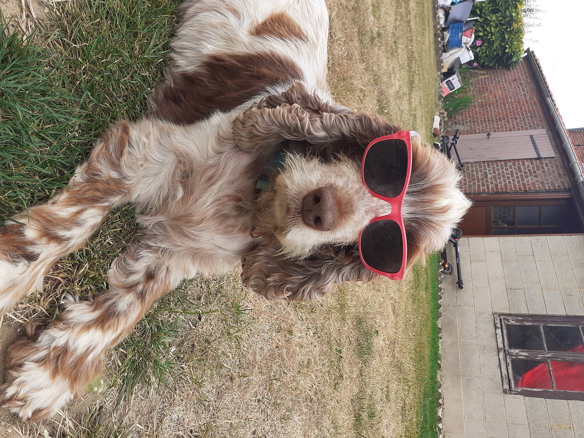 Cerise a rejoint le concours — aidez-le/la à gagner de superbes lots ! bone, canidae, dog_breed, fawn, fur, grass, natural_material, plant, recreation, skull, snout, sporting_group, tail, terrestrial_animal, tree, trunk, wildlife, window, wood, working_animal