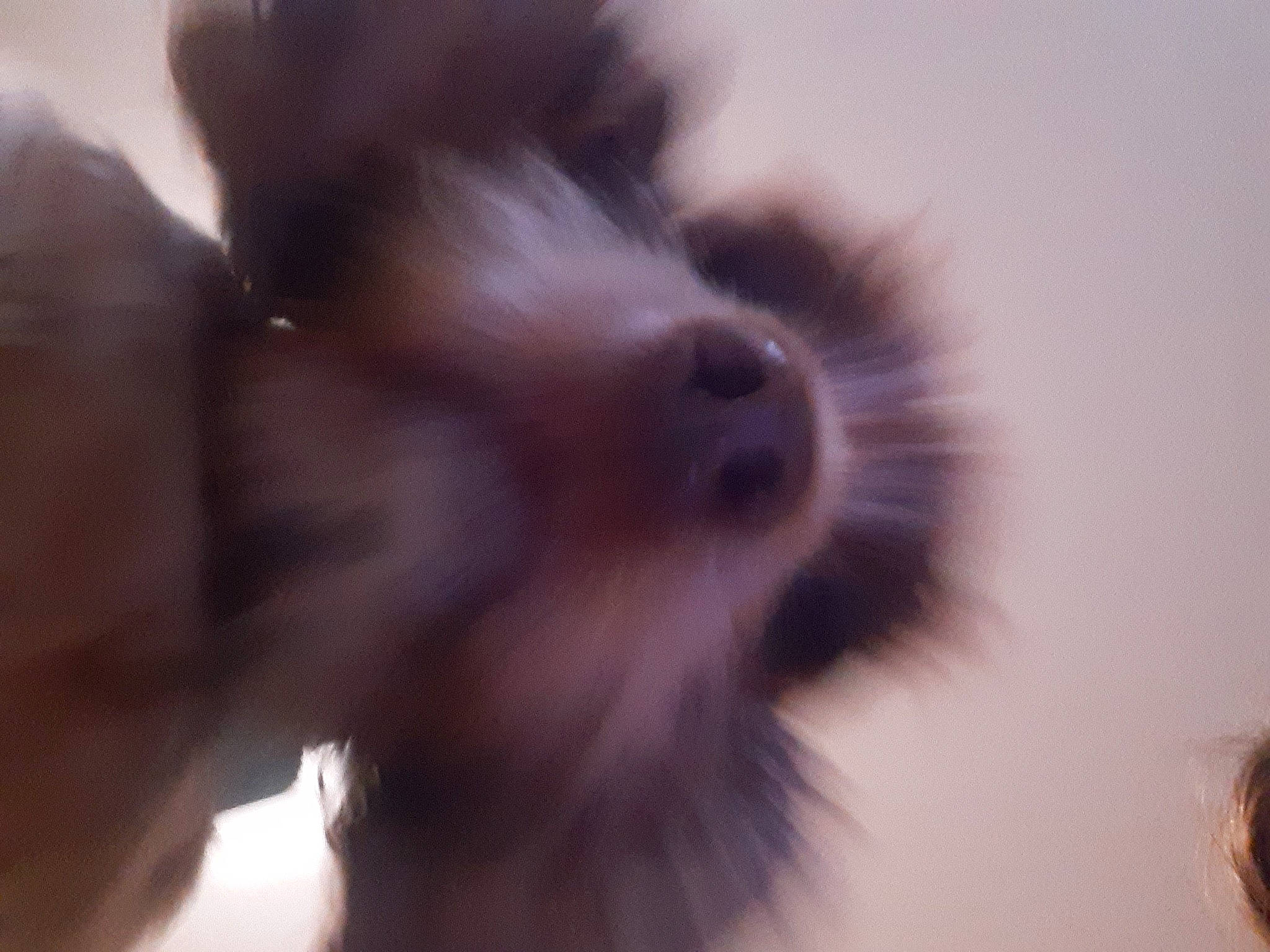 Cerise participe au concours pour gagner de l'argent avec cette photo : canidae, carnivore, companion_dog, dog, dog_breed, ear, eyelash, fawn, fur, gesture, liver, macro_photography, non_sporting_group, paw, puppy_love, snout, sporting_group, toy_dog, whiskers, working_animal