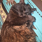 Crakle joined the competition — help win amazing prizes! cat, sleeping, fluffy, black_cat, pet, animal, cozy, blanket, indoor, resting, fur, whiskers, cute, relaxed, paws, closeup, bed, comfort, nap, domestic_cat