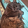 cat, sleeping, fluffy, black_cat, pet, animal, cozy, blanket, indoor, resting, fur, whiskers, cute, relaxed, paws, closeup, bed, comfort, nap, domestic_cat