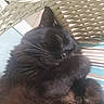black_cat, sleeping_cat, fluffy_cat, pet, animal, indoor, resting, paw, whiskers, feline, cozy, wicker_chair, striped_cushion, close_up, cute, domestic_cat, relaxation, fur, nap, peaceful
