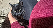 Crakle joined the competition — help win amazing prizes! cat, black_cat, pet, animal, feline, green_eyes, person, arm, sweater, maroon_sweater, hand, wicker_chair, tile_floor, indoor, cozy, comfort, resting, fur, closeup, domestic_animal