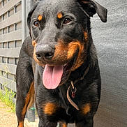 Darkos a rejoint le concours — aidez-le/la à gagner de superbes lots ! dog, rottweiler, canine, pet, animal, outdoor, tongue_out, black_and_tan, standing, alert, collar, friendly, fur, paw, sidewalk, wall, building, daylight, expression, portrait