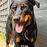 dog, rottweiler, canine, pet, animal, outdoor, tongue_out, black_and_tan, standing, alert, collar, friendly, fur, paw, sidewalk, wall, building, daylight, expression, portrait