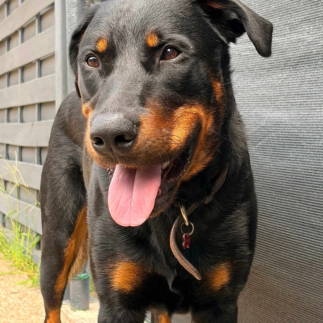 Darkos a rejoint le concours — aidez-le/la à gagner de superbes lots ! dog, rottweiler, canine, pet, animal, outdoor, tongue_out, black_and_tan, standing, alert, collar, friendly, fur, paw, sidewalk, wall, building, daylight, expression, portrait
