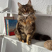 Saïka participe au concours pour gagner de l'argent avec cette photo : cat, fluffy_cat, sitting, shelf, books, basket, white_wall, indoor, sunlight, shadow, furniture, pet, curious, tabby_cat, portrait, feline, domestic_animal, cozy, decor, relaxed