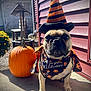 Teddy Or T-Dog is registered to the contest to win money with this photo: animal, black, cape, costume, cute, decor, dog, fall, festive, halloween, holiday, orange, outdoor, pet, porch, pug, pumpkin, shadow, sunlight, witch_hat