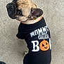 animal, black_shirt, canine, collar, concrete, costume, cute, dog, ears, expression, french_bulldog, fur, ghost, halloween, looking_up, outdoor, paw, pet, pumpkin, small_dog