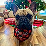 dog, french_bulldog, bandana, christmas_tree, holiday, decorations, presents, wooden_floor, indoors, pet, cute, festive, red, black, green, lights, ears, animal, portrait, christmas