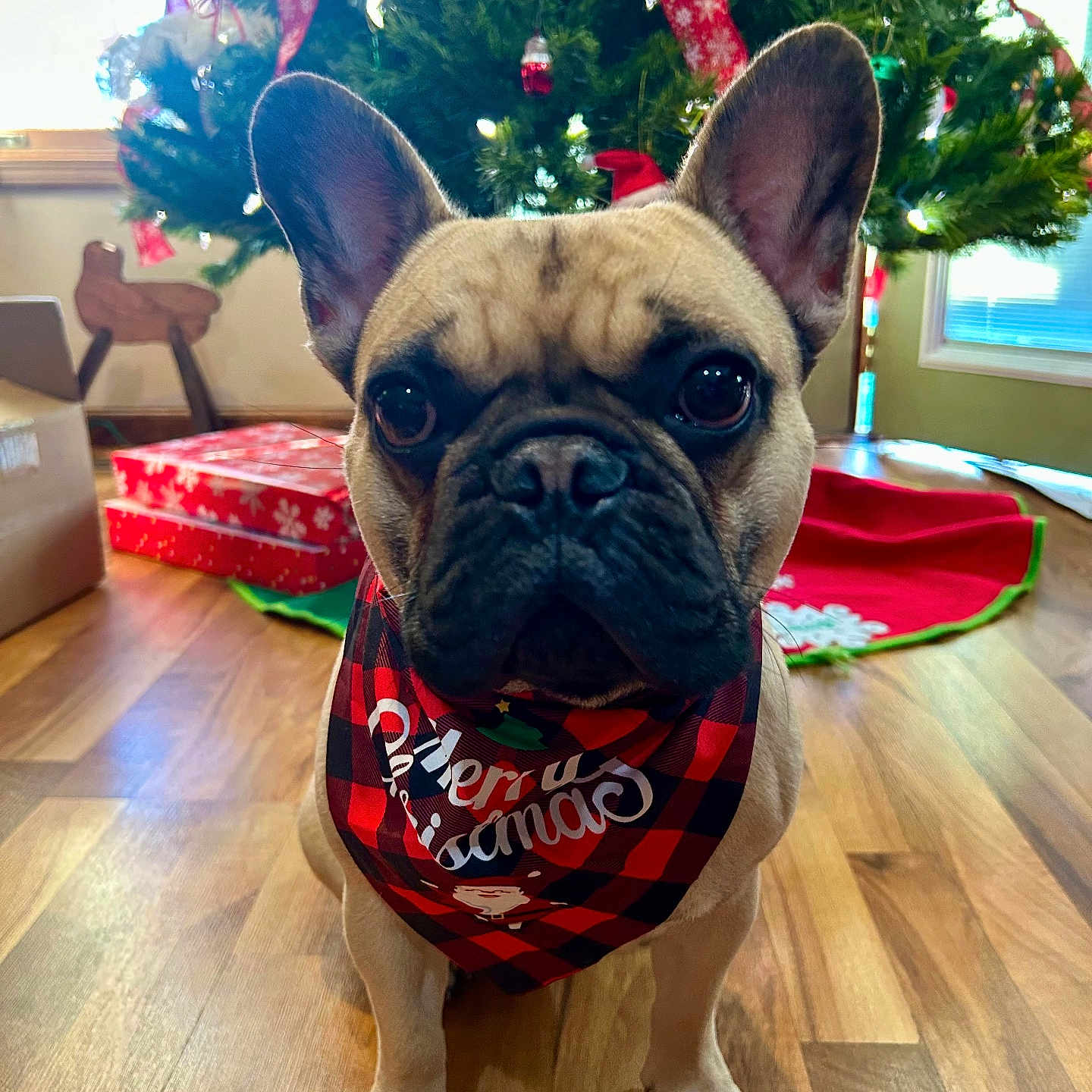 Teddy Or T-Dog is registered to the contest to win money with this photo: animal, bandana, black, christmas, christmas_tree, cute, decorations, dog, ears, festive, french_bulldog, green, holiday, indoors, lights, pet, portrait, presents, red, wooden_floor