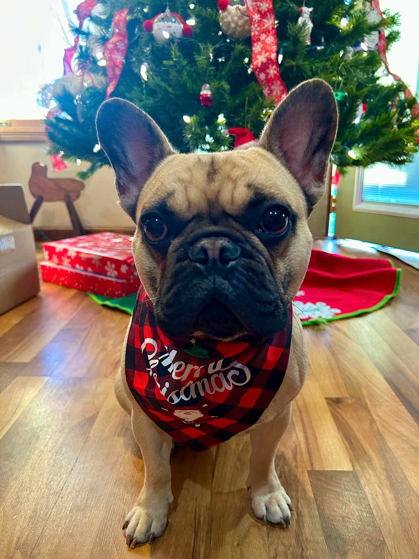 Teddy Or T-Dog is registered to the contest to win money with this photo: dog, french_bulldog, bandana, christmas_tree, holiday, decorations, presents, wooden_floor, indoors, pet, cute, festive, red, black, green, lights, ears, animal, portrait, christmas