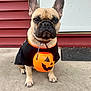 Teddy Or T-Dog is registered to the contest to win money with this photo: animal, black_shirt, concrete, costume, cute, dog, ears, expression, face, french_bulldog, front_door, halloween, holiday, mat, orange, outdoor, pet, porch, pumpkin_bucket, sitting