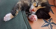 Harley is registered to the contest to win money with this photo: kitten, cat, calico, sleeping, pet, animal, feline, close_up, portrait, indoors, person, shoulder, tattoo, clothing, green_top, pink_paws, whiskers, relaxed, couch, soft_lighting