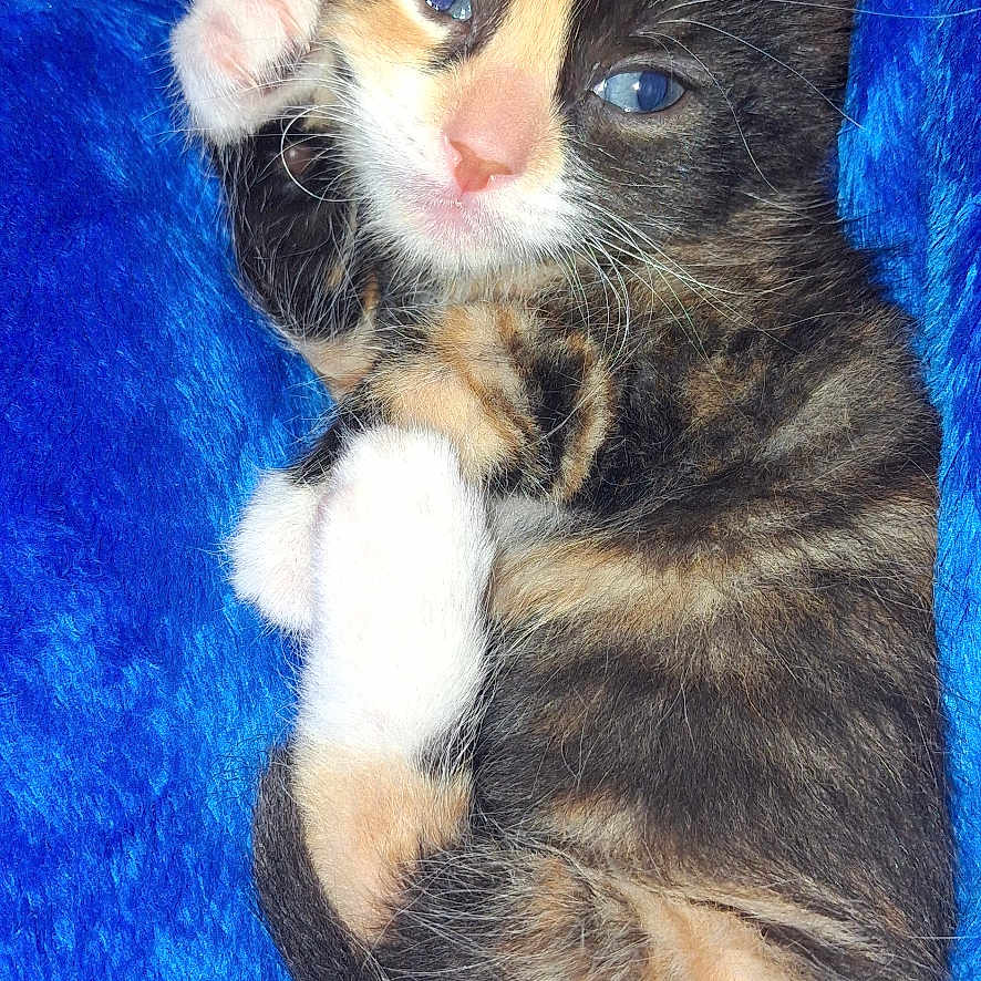 Harley