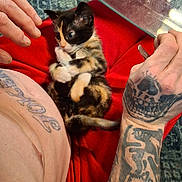 Harley is registered to the contest to win money with this photo: calico_cat, kitten, cat, pet, animal, sitting, lying_down, red_cushion, tattoos, arms, hands, indoor, close_up, portrait, colorful, black_white_orange, fur, whiskers, craft_instructions, cozy