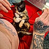 calico_cat, kitten, cat, pet, animal, sitting, lying_down, red_cushion, tattoos, arms, hands, indoor, close_up, portrait, colorful, black_white_orange, fur, whiskers, craft_instructions, cozy