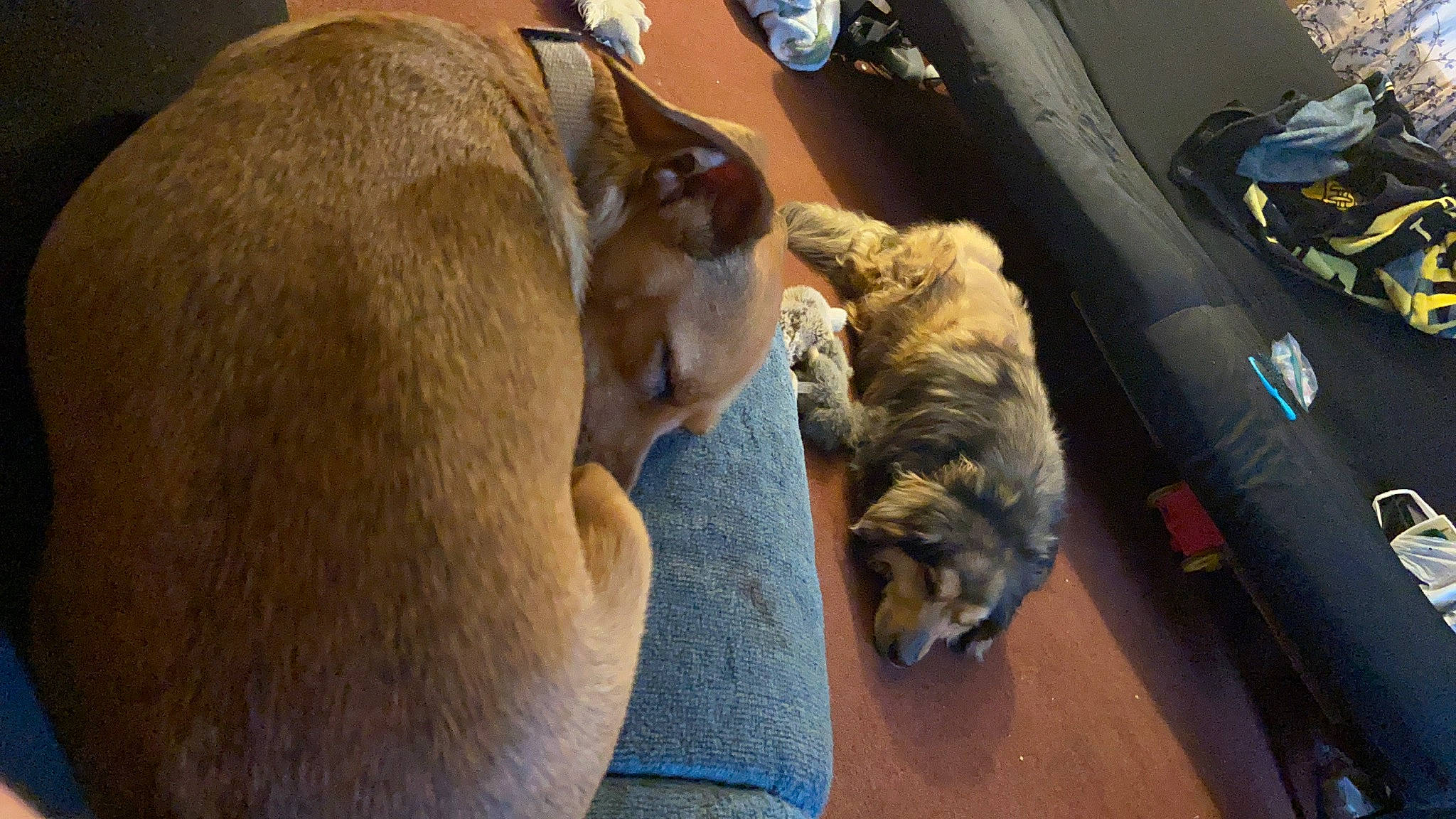 Chubs is registered to the contest to win money with this photo: canidae, car_seat, carnivore, comfort, companion_dog, dog, dog_breed, family_car, fawn, flooring, fur, non_sporting_group, puppy, snout, sporting_group, tail, trunk, vehicle_door, wood, working_animal