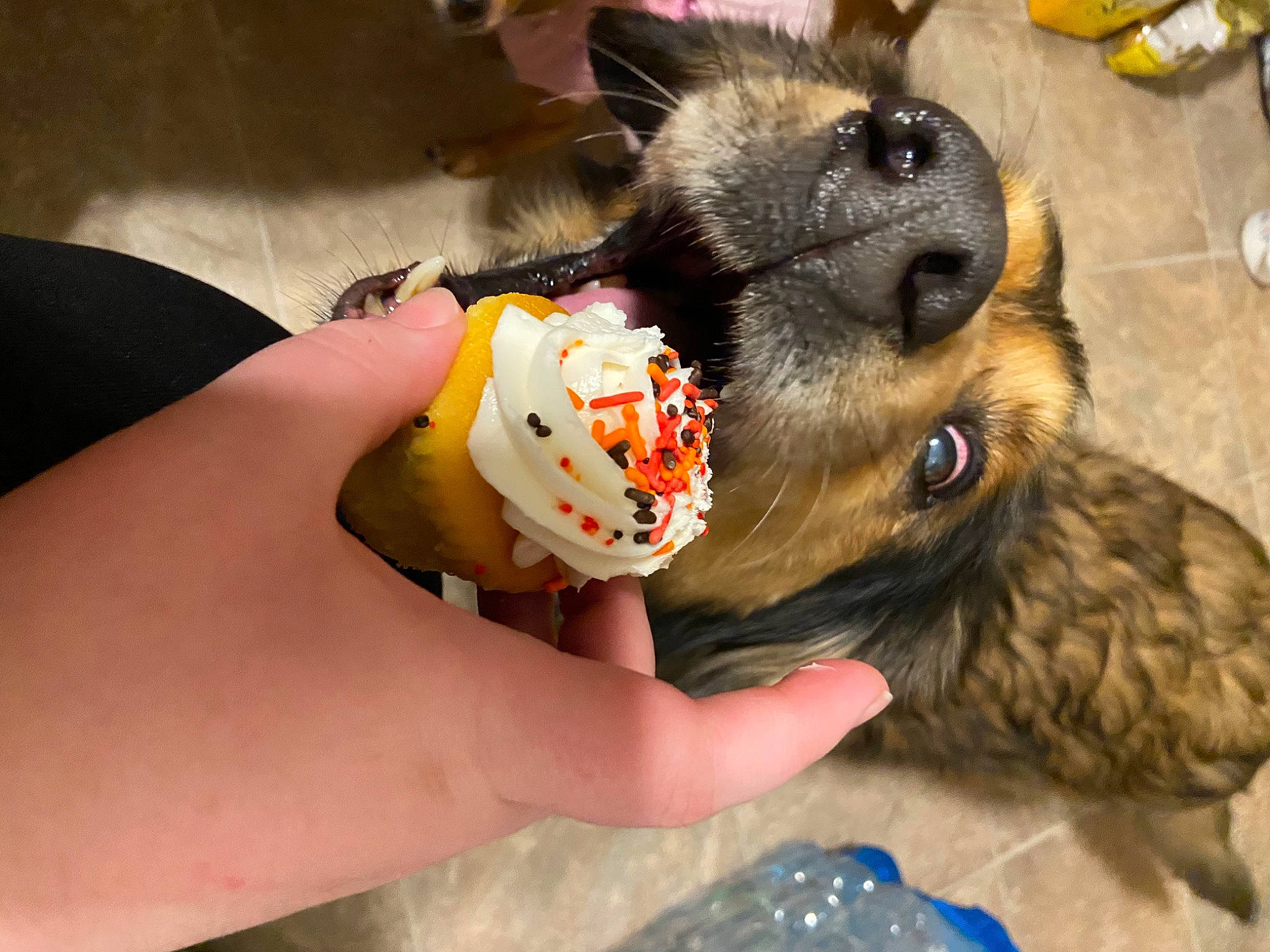 Chubs is registered to the contest to win money with this photo: canidae, carnivore, companion_dog, dog, dog_breed, dog_clothes, dog_toy, fawn, fur, junk_food, nail, paw, personal_protective_equipment, plush, snout, sporting_group, stuffed_toy, toy, toy_dog, working_animal