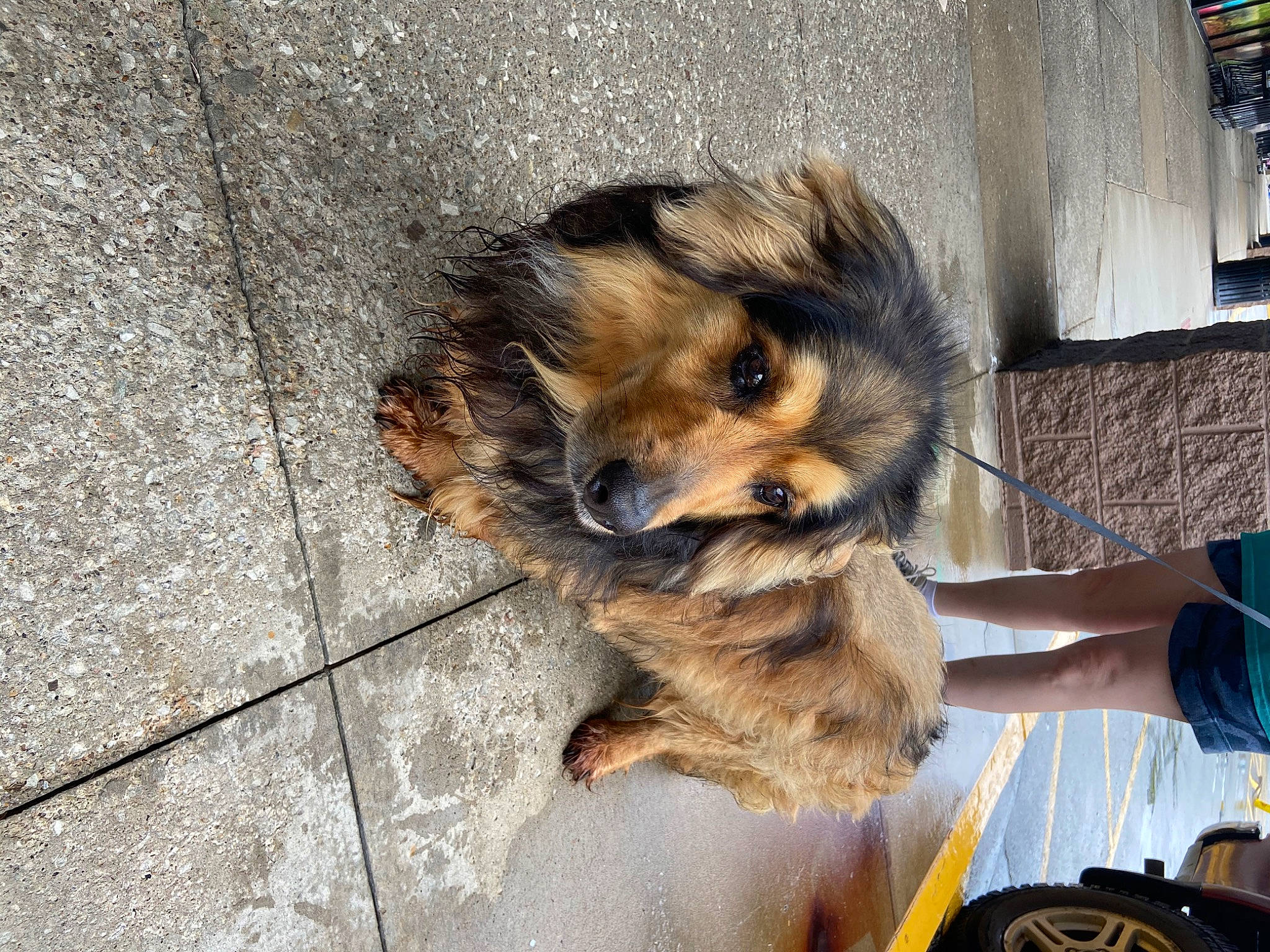 Chubs is registered to the contest to win money with this photo: canidae, carnivore, companion_dog, dog, dog_breed, fawn, felidae, flooring, fur, sidewalk, sitting, small_terrier, snout, sporting_group, street_dog, street_fashion, terrestrial_animal, toy_dog, whiskers, wood