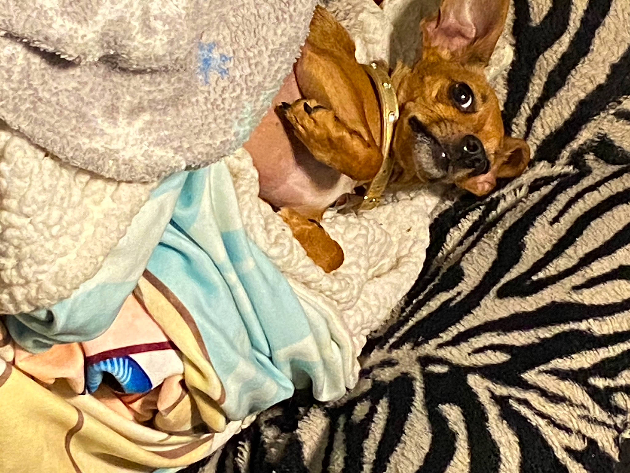 Pebbles joined the competition — help win amazing prizes! bed, bed_sheet, bedding, carnivore, comfort, companion_dog, dog, dog_breed, fawn, felidae, fur, hat, linens, pattern, room, stuffed_toy, terrestrial_animal, toy, toy_dog, whiskers