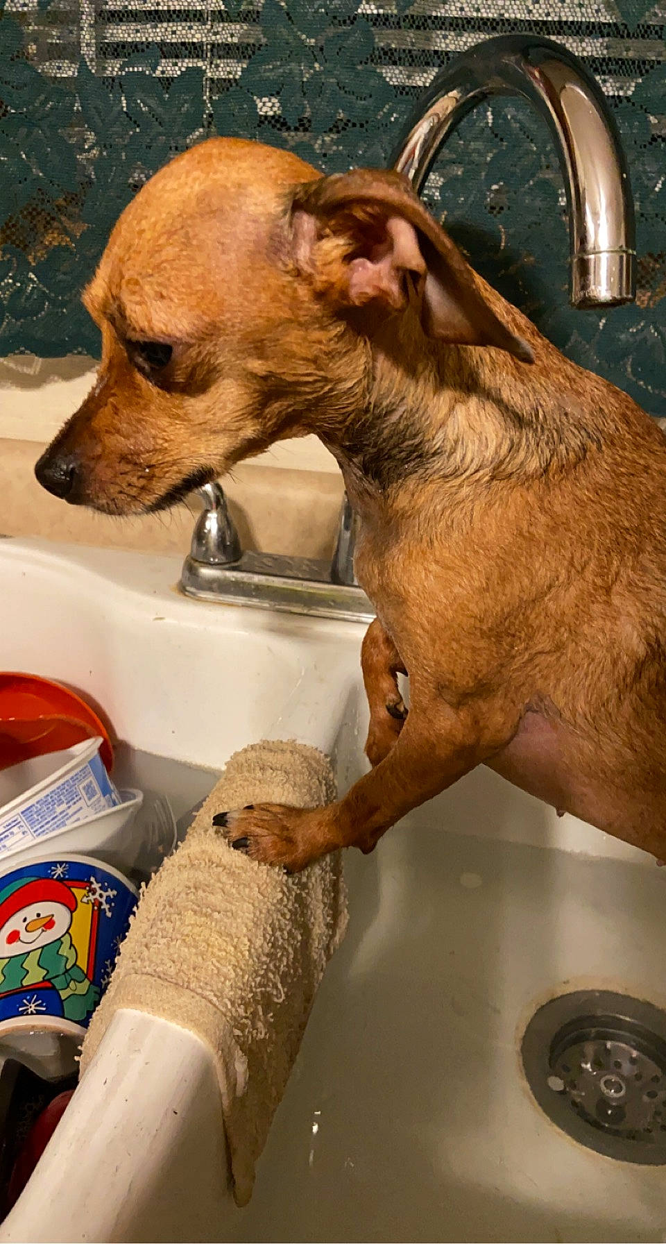 Pebbles joined the competition — help win amazing prizes! animal_feed, carnivore, companion_dog, cuisine, dog, dog_breed, dog_supply, ear, fawn, fluid, ingredient, liver, mammal, pet_food, pet_supply, plumbing_fixture, sink, snout, tap, working_animal