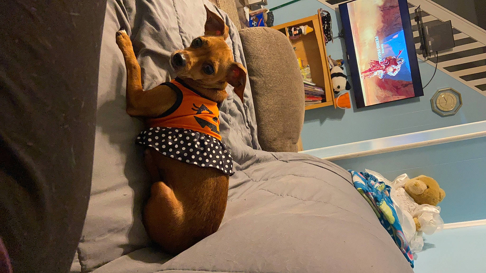 Pebbles is registered to the contest to win money with this photo: abdomen, art, bag, brassiere, comfort, companion_dog, dog_breed, eyewear, fawn, fun, human_leg, knee, leg, linens, mammal, picture_frame, sunglasses, swimwear, thigh, trunk