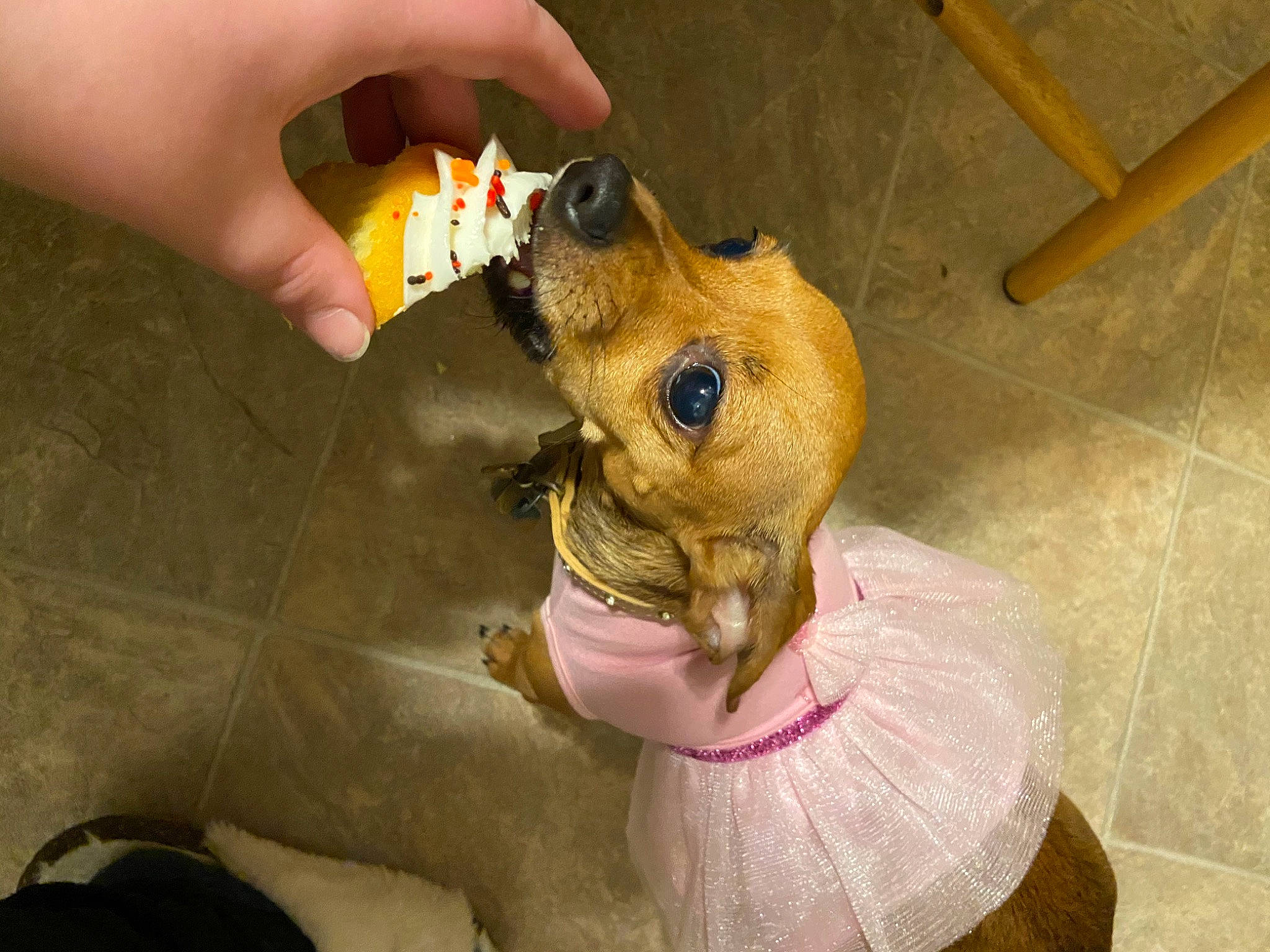 Pebbles is registered to the contest to win money with this photo: canidae, carnivore, child, companion_dog, dog, dog_breed, ear, fawn, flooring, fur, nail, plush, snout, stuffed_toy, teddy_bear, thumb, toy, whiskers, wood, working_animal