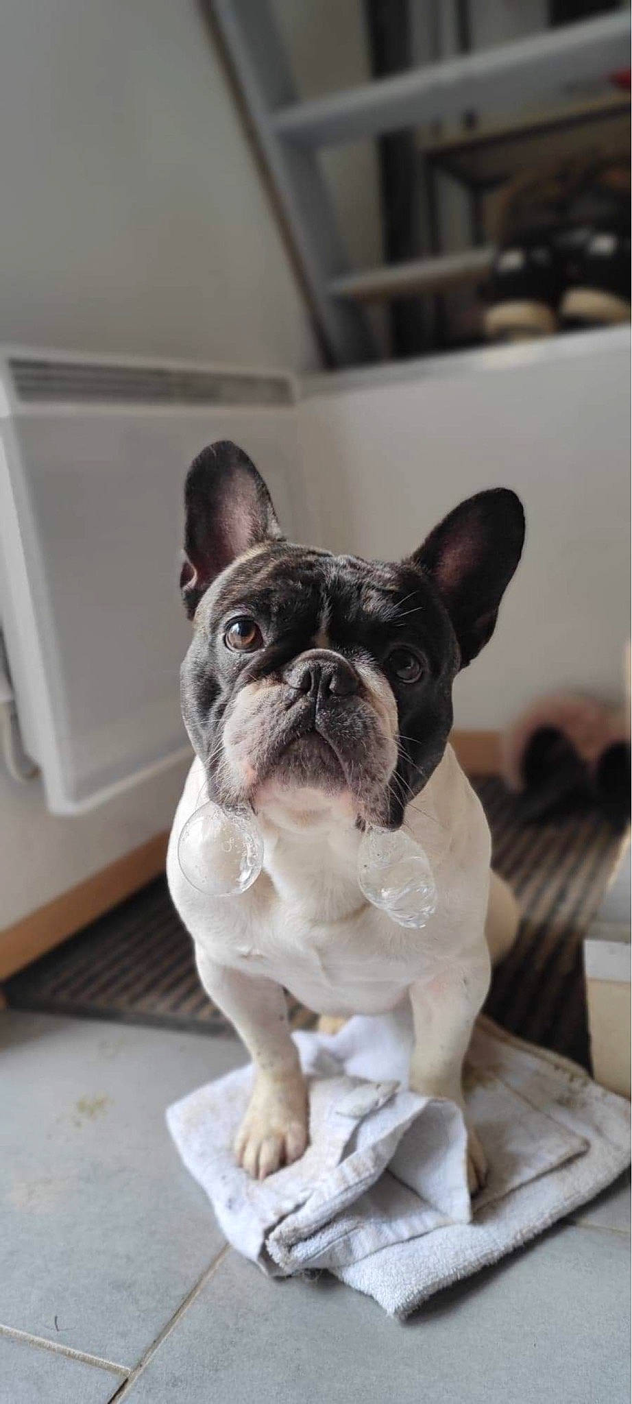 Pooky participe au concours pour gagner de l'argent avec cette photo : art, bulldog, canidae, carnivore, companion_dog, dog, dog_breed, ear, fawn, french_bulldog, puppy, sculpture, snout, sporting_group, statue, terrestrial_animal, toy_dog, whiskers, working_animal, wrinkle