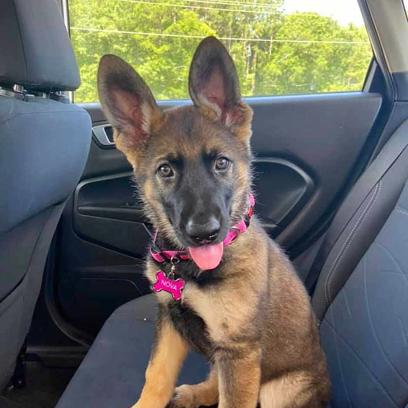Nova is registered to the contest to win money with this photo: accessories, animal, belt, canine, car, car_interior, carseat, cushion, dog, face, germanshepherd, head, headrest, homedecor, person, pet, policedog, puppy, transportation, vehicle