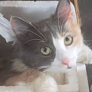 Priscilla joined the competition — help win amazing prizes! animal, cat, close_up, cozy, curious, cute, domestic, ears, face, feline, green_eyes, indoor, paws, pet, pink_nose, playful, resting, soft_fur, styrofoam_box, whiskers