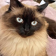 Mabel joined the competition — help win amazing prizes! animal, blue_eyes, cat, close_up, cute, domestic_cat, ears, face, feline, fluffy, fur_texture, indoor, mammal, pet, pink_blanket, portrait, relaxed, resting, soft_fur, whiskers