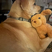 Frida joined the competition — help win amazing prizes! animal, brown_fur, close_up, collar, cozy, cuddling, cute, dog, floppy_ears, friendship, golden_dog, home, indoor, pet, plush_toy, portrait, puppy, sitting, stuffed_animal, teddy_bear