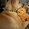 animal, brown_fur, close_up, collar, cozy, cuddling, cute, dog, floppy_ears, friendship, golden_dog, home, indoor, pet, plush_toy, portrait, puppy, sitting, stuffed_animal, teddy_bear