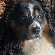 Sanka a rejoint le concours — aidez-le/la à gagner de superbes lots ! dog, fluffy, black_fur, white_fur, brown_fur, pet, animal, indoor, basket, closeup, portrait, ears, face, nose, eyes, furniture, home, curious, long_fur, companion