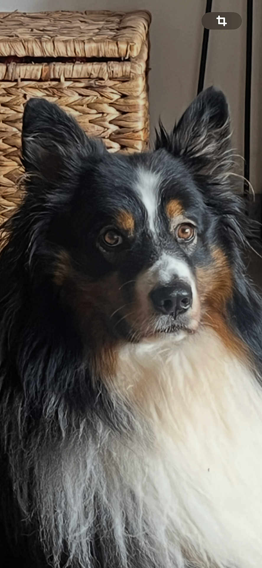 Sanka