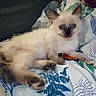 Syenna participe au concours pour gagner de l'argent avec cette photo : kitten, cat, siamese, pet, animal, indoor, bed, blanket, leaf_pattern, feline, cute, fur, paw, relaxed, young, cozy, domestic, whiskers, sleepy, comfort