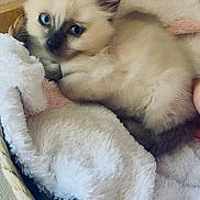 Syenna a rejoint le concours — aidez-le/la à gagner de superbes lots ! animal, basket, blanket, blue_eyes, cat, comfort, cozy, cute, domestic, fur, furry, indoor, kitten, pet, resting, siamese, sleepy, small, soft, young