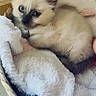 animal, basket, blanket, blue_eyes, cat, comfort, cozy, cute, domestic, fur, furry, indoor, kitten, pet, resting, siamese, sleepy, small, soft, young